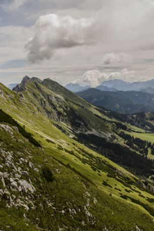 slope, valley, forest Wallpaper 640x960