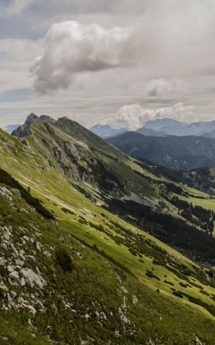 slope, valley, forest Wallpaper 1600x2560