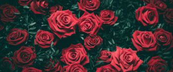 red roses, roses Wallpaper 2560x1080