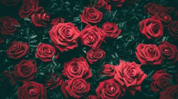 Обои 1600x900 красные розы, розы