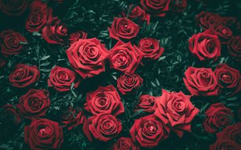 Обои 2560x1600 красные розы, розы