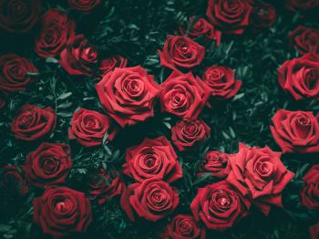 Обои 800x600 красные розы, розы