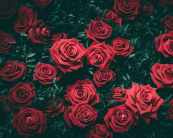 Обои 1280x1024 красные розы, розы