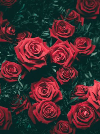 red roses, roses Wallpaper 1668x2224