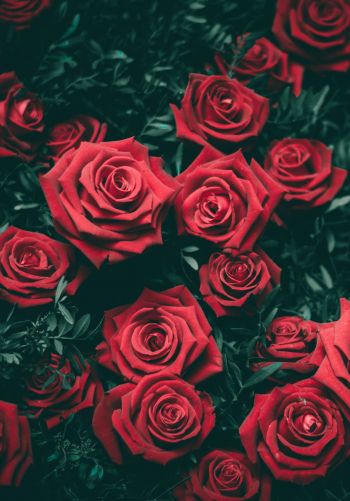 red roses, roses Wallpaper 1668x2388