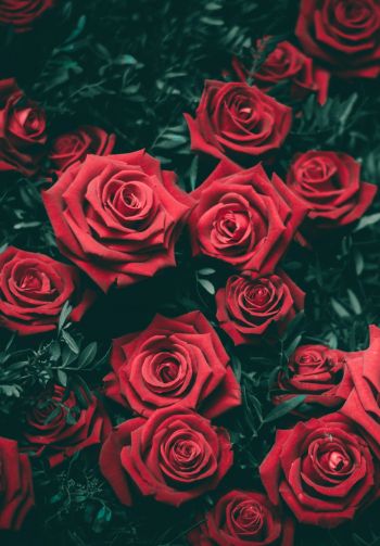 red roses, roses Wallpaper 1640x2360
