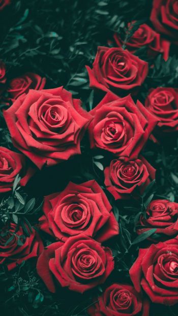 Обои 1440x2560 красные розы, розы