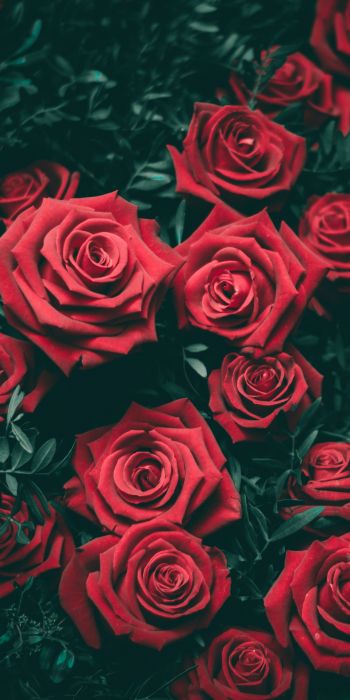 Обои 720x1440 красные розы, розы