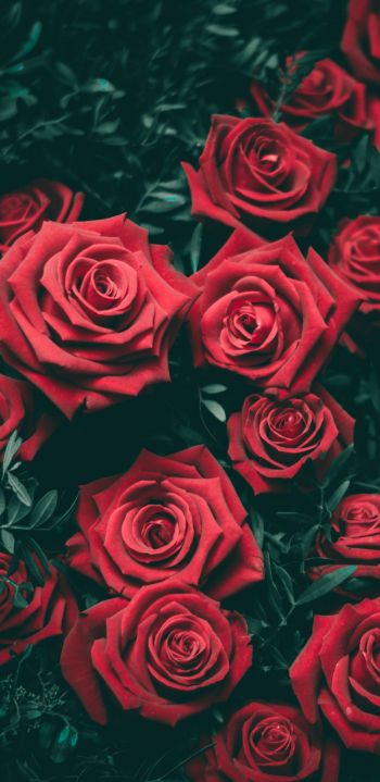 Обои 1080x2220 красные розы, розы