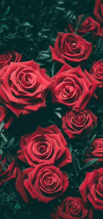 Обои 1440x3040 красные розы, розы