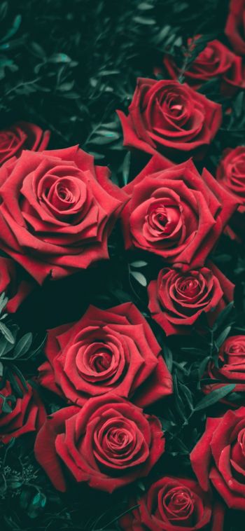 Обои 1080x2340 красные розы, розы
