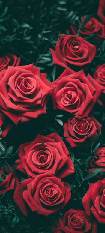 red roses, roses Wallpaper 1080x2400