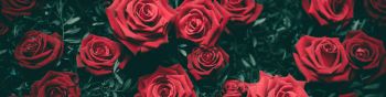 Обои 1590x400 красные розы, розы
