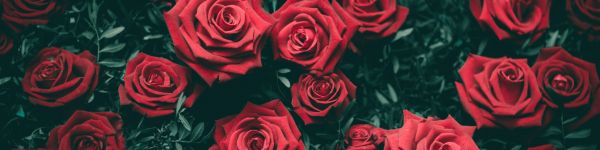 red roses, roses Wallpaper 1590x400