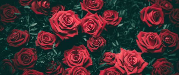 red roses, roses Wallpaper 2560x1080