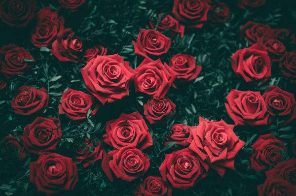 red roses, roses Wallpaper 6016x4000