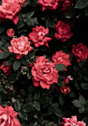 Обои 1640x2360 красные розы, розы