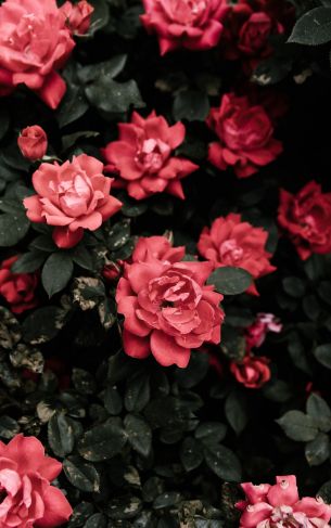 Обои 1752x2800 красные розы, розы