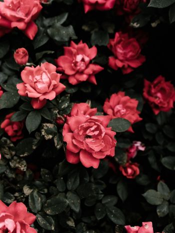 Обои 1668x2224 красные розы, розы