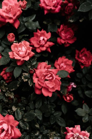 Обои 640x960 красные розы, розы