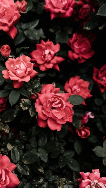Обои 1080x1920 красные розы, розы