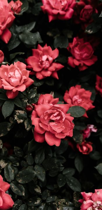 Обои 1440x2960 красные розы, розы