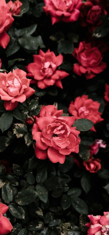 Обои 828x1792 красные розы, розы