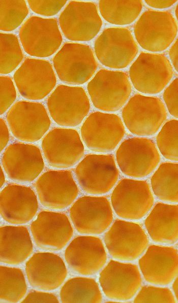 court, honey, sticky Wallpaper 600x1024