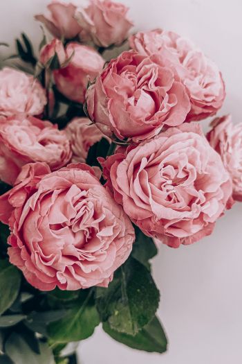 pink roses, rose bouquet, roses Wallpaper 640x960