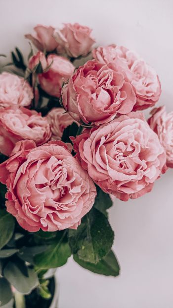 Обои 640x1136 розовые розы, букет роз, розы