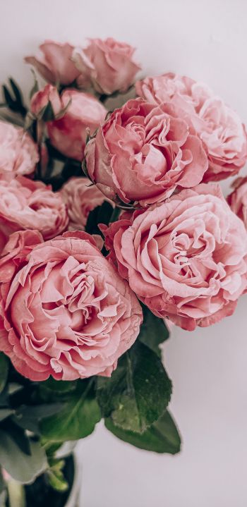 pink roses, rose bouquet, roses Wallpaper 1080x2220
