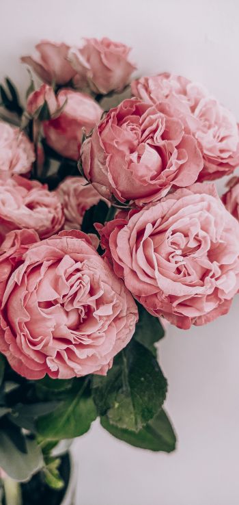 pink roses, rose bouquet, roses Wallpaper 1440x3040