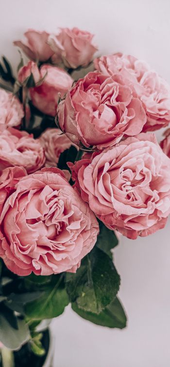 pink roses, rose bouquet, roses Wallpaper 1242x2688