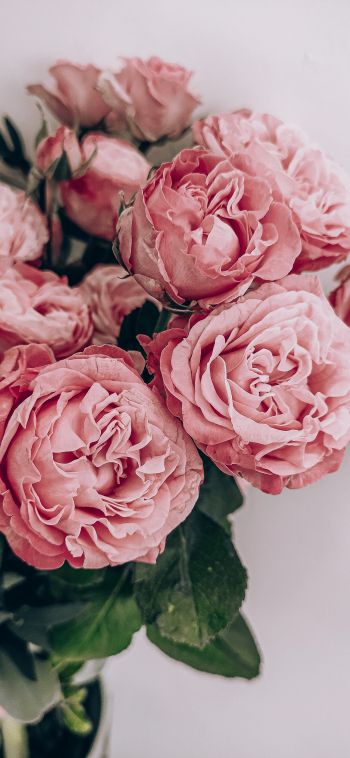 pink roses, rose bouquet, roses Wallpaper 1080x2340