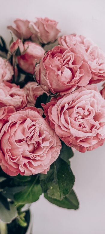pink roses, rose bouquet, roses Wallpaper 1440x3200