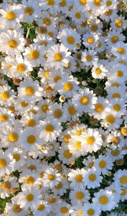 daisies, petals, bloom Wallpaper 600x1024