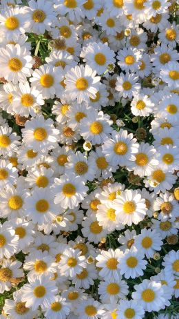 daisies, petals, bloom Wallpaper 1440x2560
