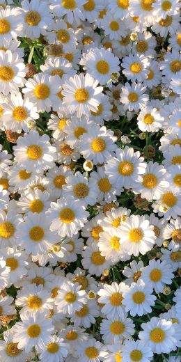 daisies, petals, bloom Wallpaper 720x1440
