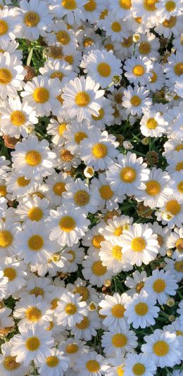 daisies, petals, bloom Wallpaper 1080x2220