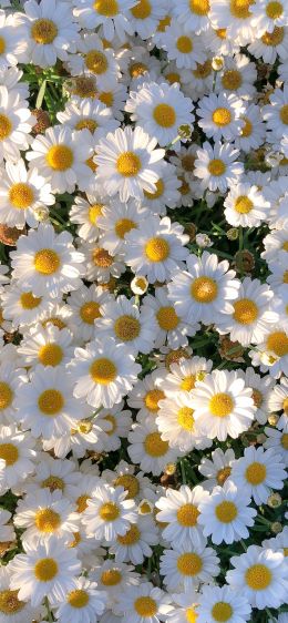 daisies, petals, bloom Wallpaper 1284x2778
