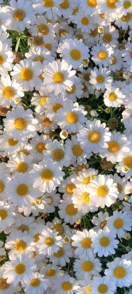 daisies, petals, bloom Wallpaper 1440x3200