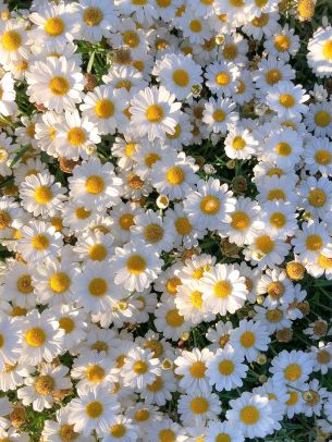 daisies, petals, bloom Wallpaper 1668x2224