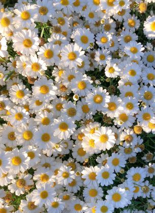 daisies, petals, bloom Wallpaper 2687x3683