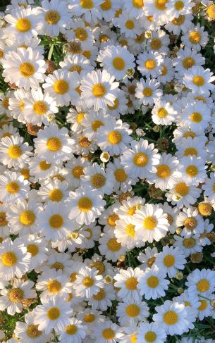 daisies, petals, bloom Wallpaper 1752x2800