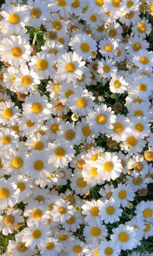 daisies, petals, bloom Wallpaper 1200x2000