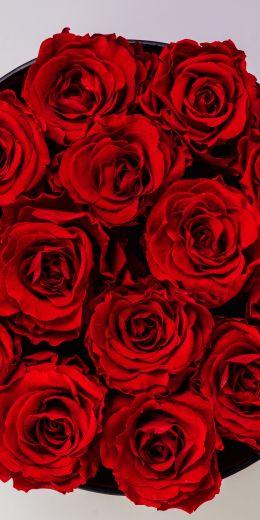 Обои 720x1440 красные розы, букет роз, розы
