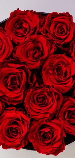 Обои 1440x3040 красные розы, букет роз, розы