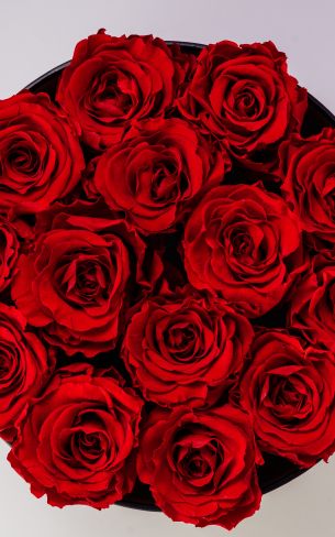 Обои 1200x1920 красные розы, букет роз, розы