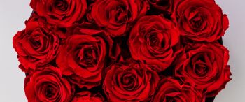 Обои 3440x1440 красные розы, букет роз, розы