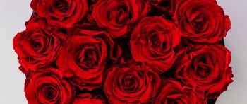 Обои 2560x1080 красные розы, букет роз, розы